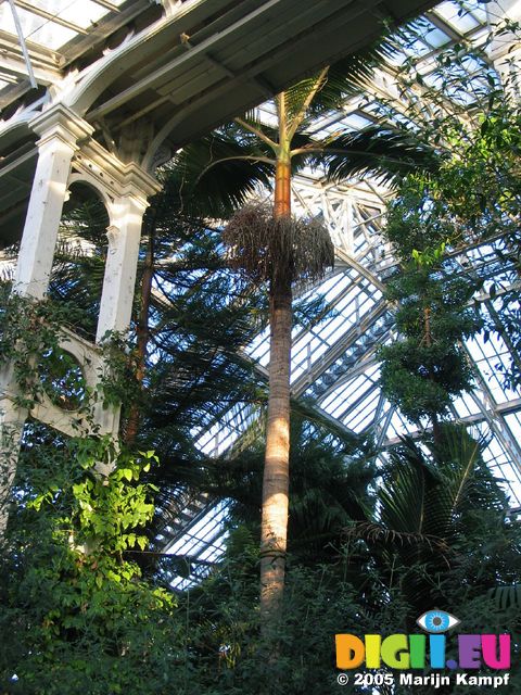 15453 Roof of the Temperate house